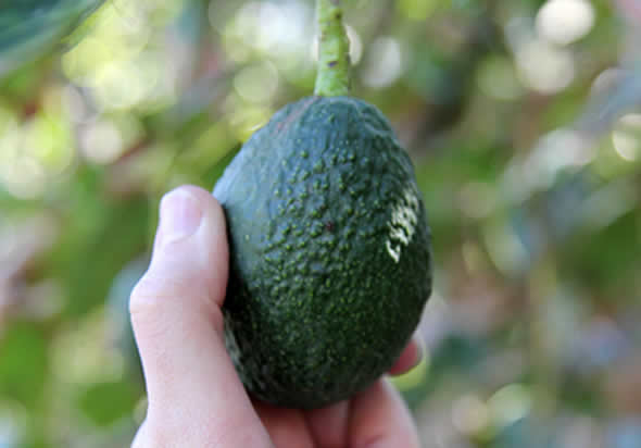 HandPicked