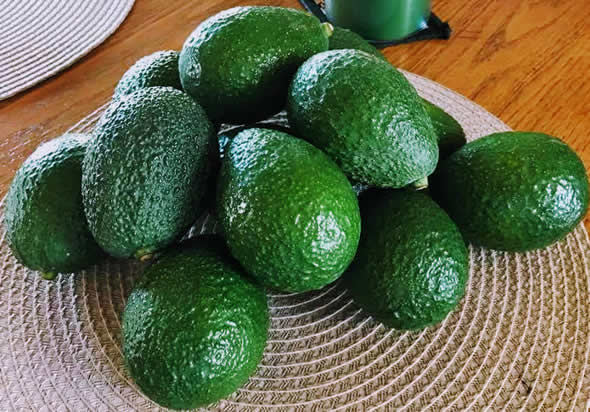 HassAvocados