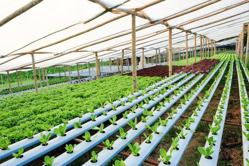 hydroponics